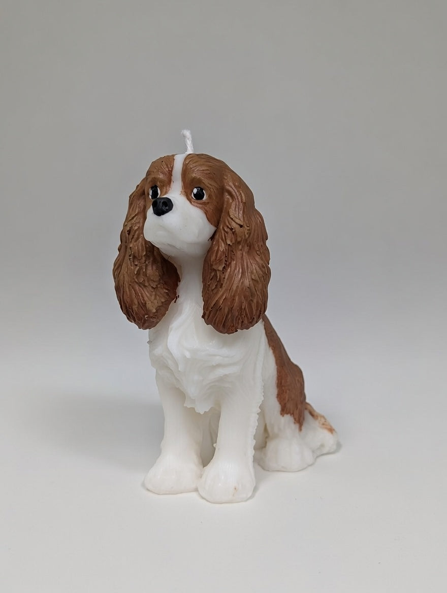 King Charles Cavalier on a light grey backdrop