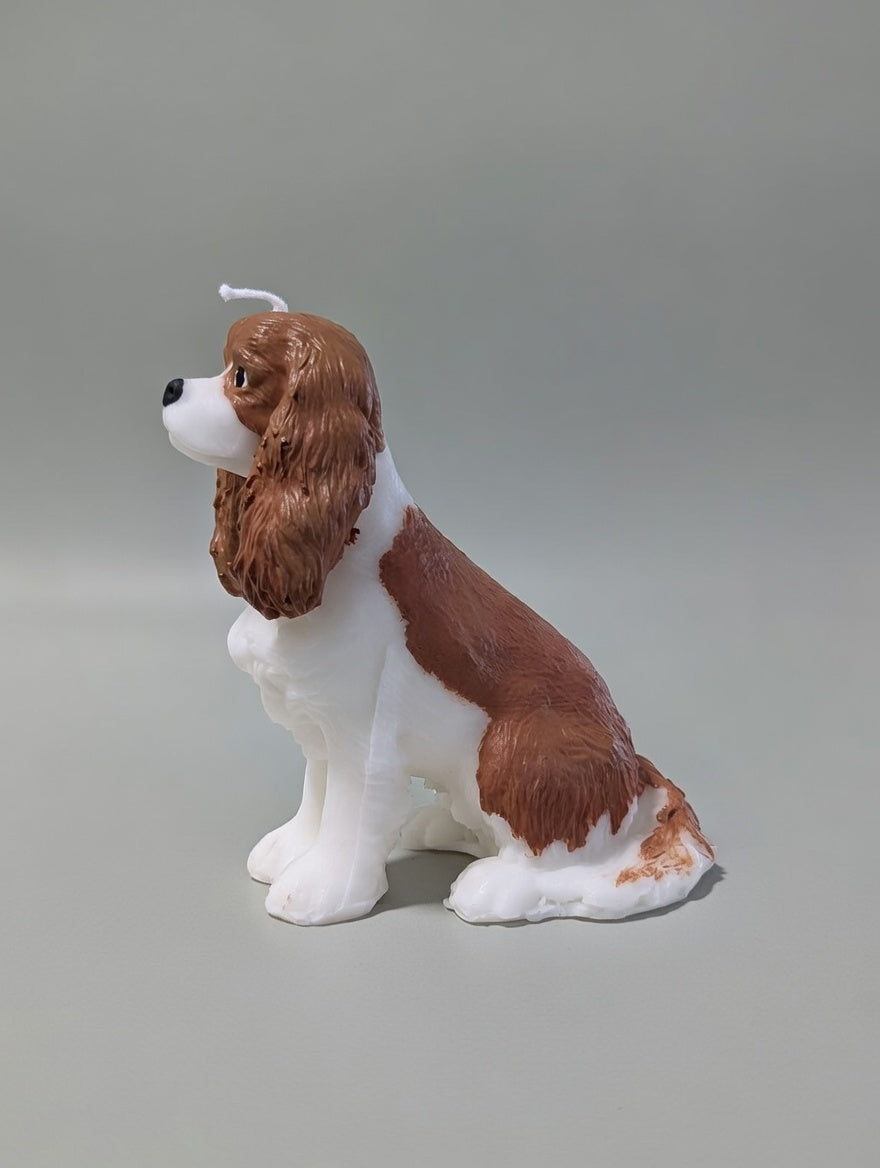 Side profile of a King Charles Cavalier on a light grey backdrop