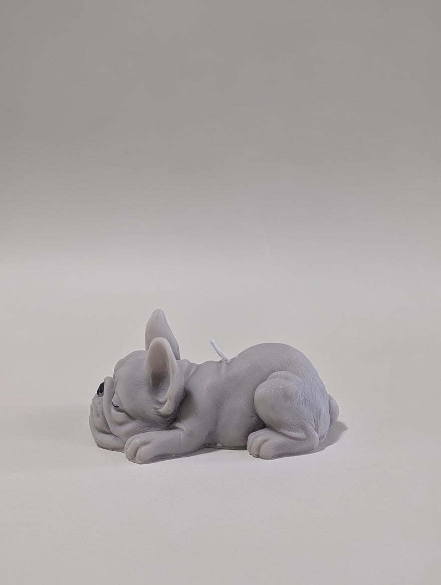 Small Grey French Bulldog laying on a light grey backdrop 