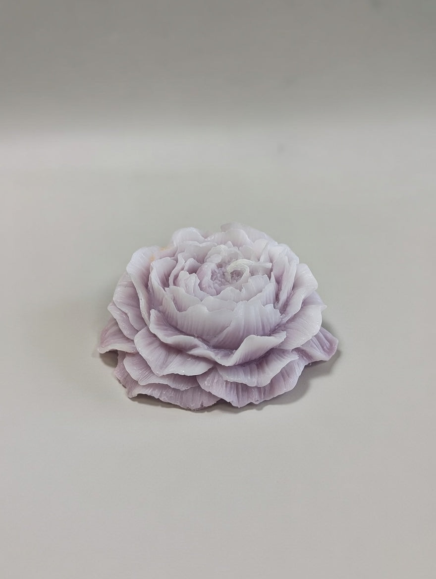Light pink peony flower on a light gray background