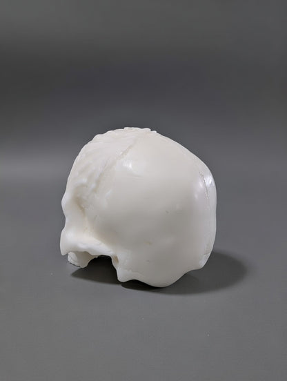 White Skull sitting on light grey backdrop 